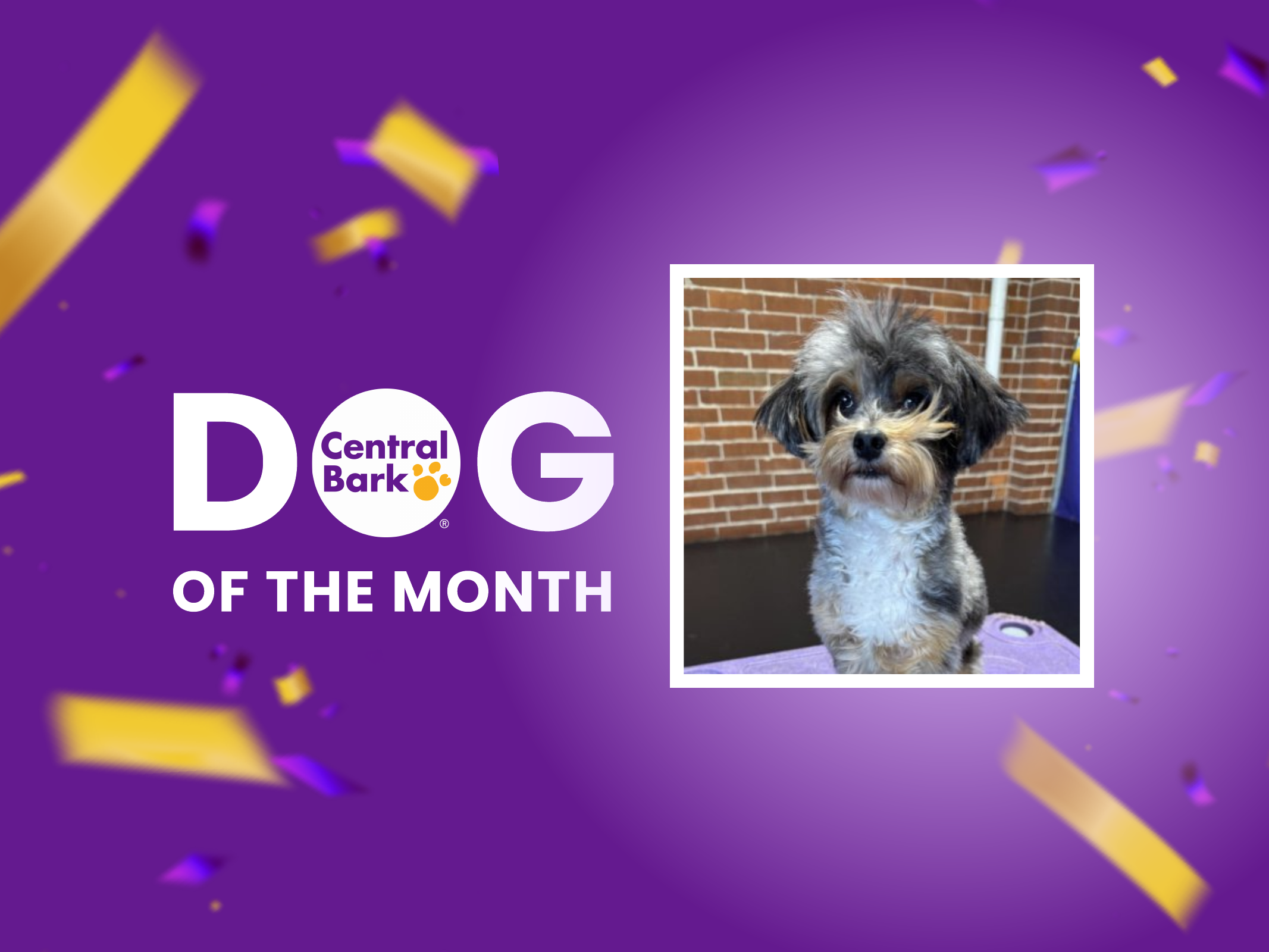 January dog of the month