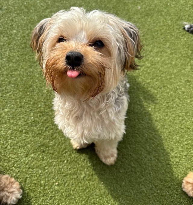Congratulations, Pearl, our March Dog of the Month! 