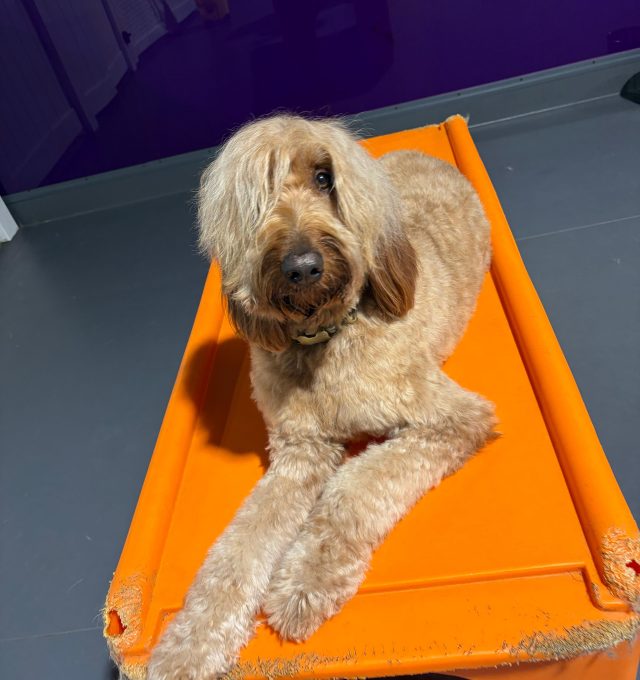 Congratulations, Reeses, our June Dog of the Month!
