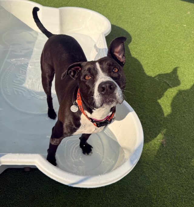 Congratulations to Penny, our July Dog of the Month!