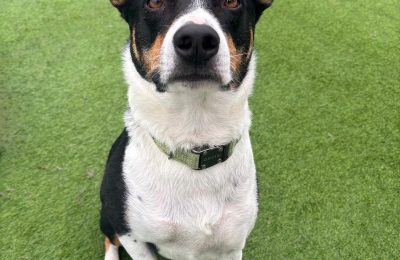 Black and white dog standing on green turf