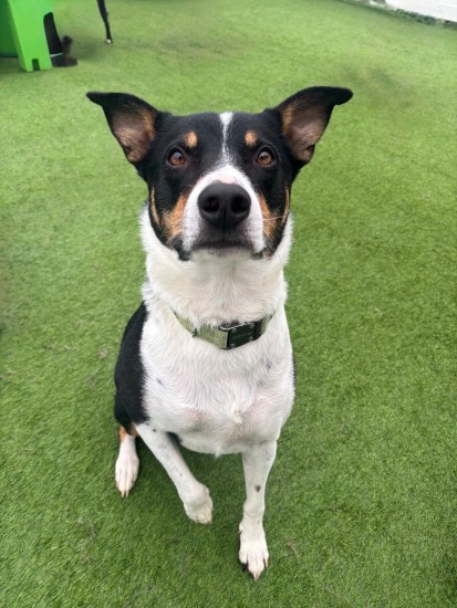 Black and white dog standing on green turf