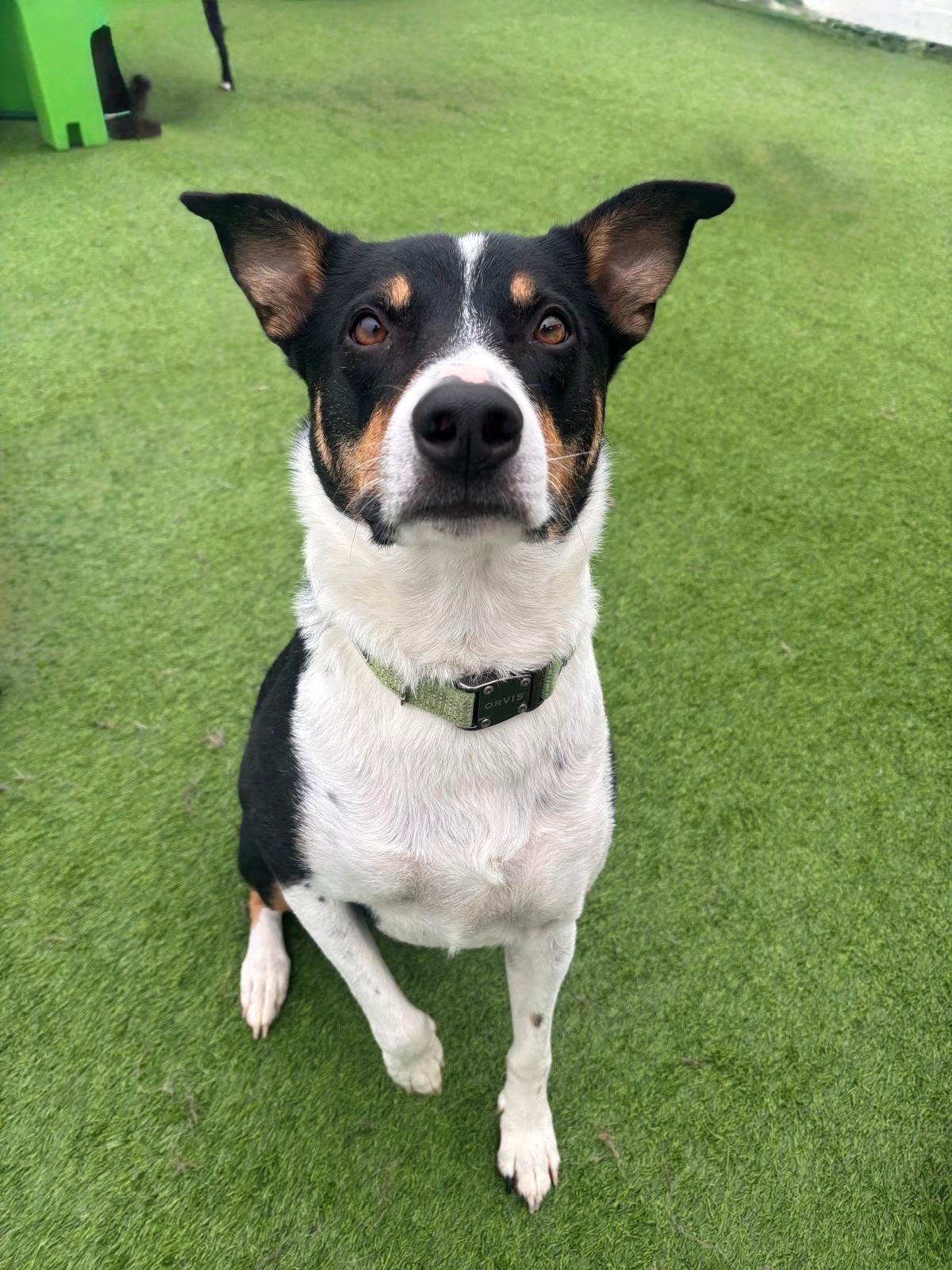 Black and white dog standing on green turf