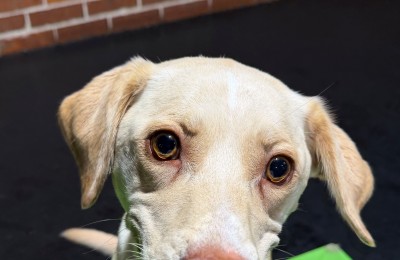 Nala is Central Bark Atlanta's September Dog of the Month!