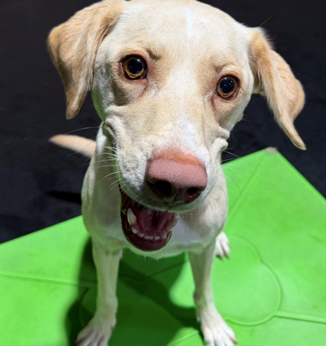 Nala is Central Bark Atlanta's September Dog of the Month!
