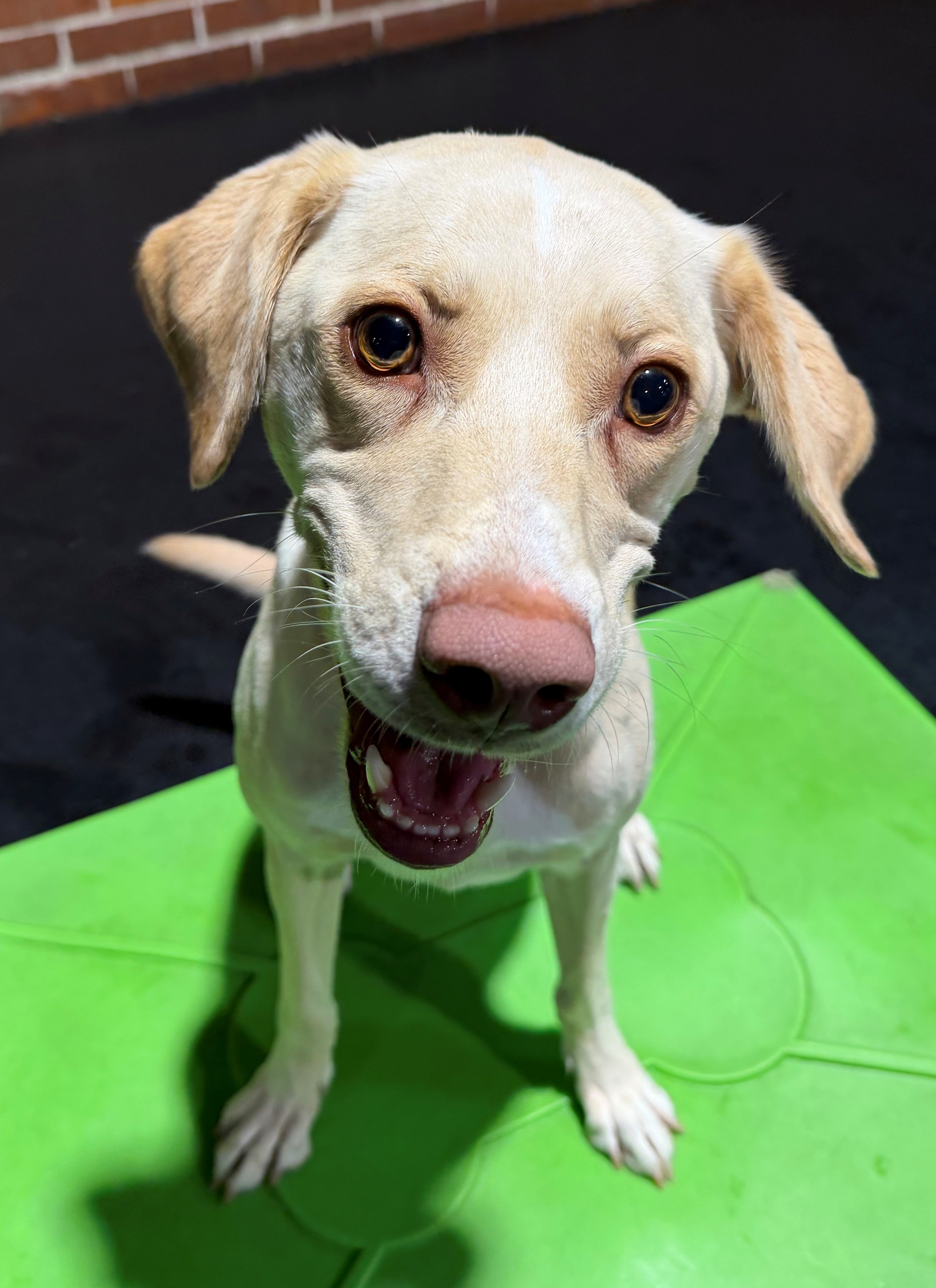 Nala is Central Bark Atlanta's September Dog of the Month!
