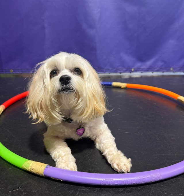 Congratulations, Pepsi, Our October Dog of the Month!