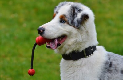Play tug of war with puppy