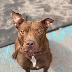 The Top 5 Benefits of Fostering a Dog