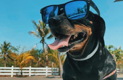 How to Keep Dogs Cool During Summer?