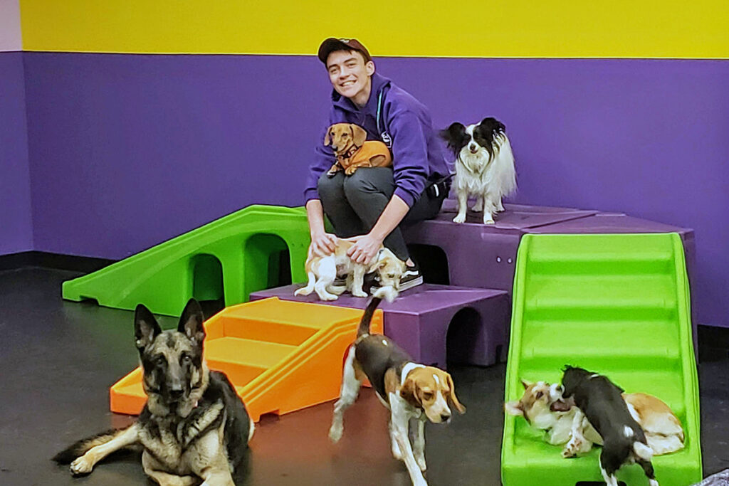 Happy dog daycare playgroup at Central Bark
