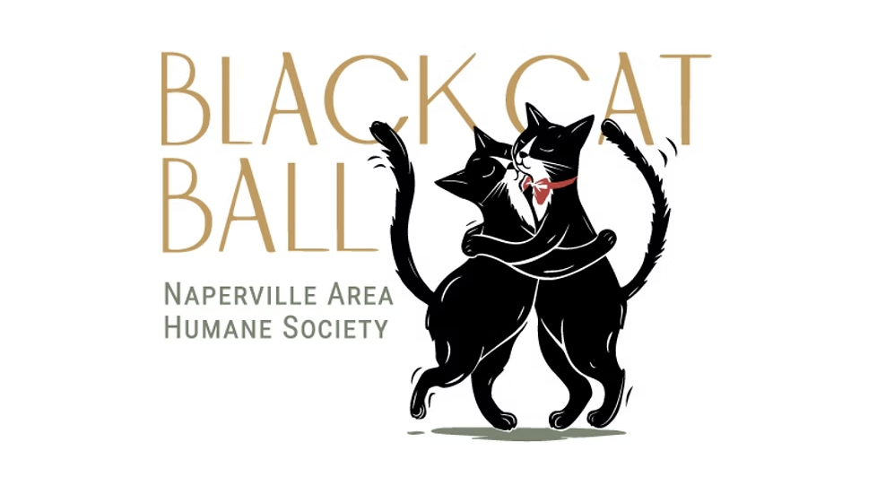 Black Cat Ball dog event