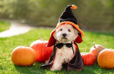 Dog events in Naperville-Aurora October
