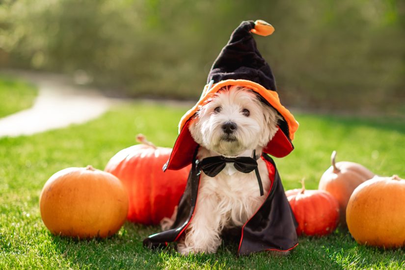 Dog events in Naperville-Aurora October
