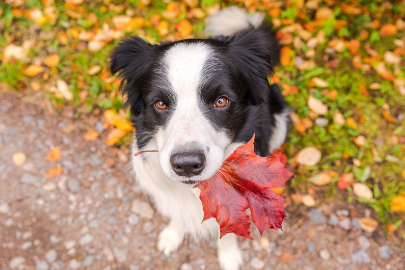 Dog events in November