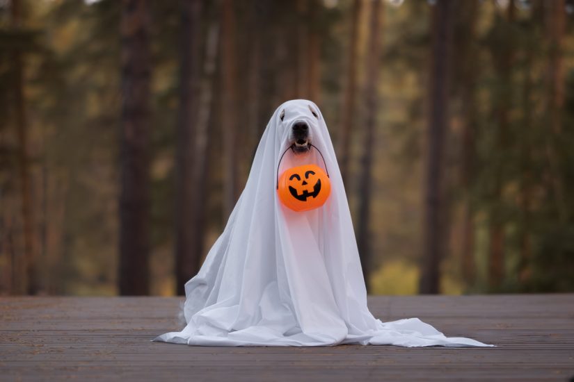 Dog Halloween costume