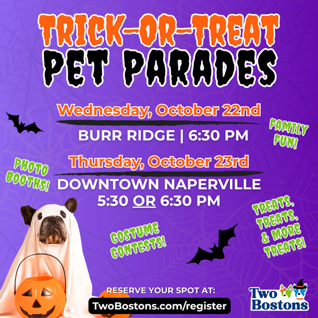 Trick-or-treat pet parade Dog Event - Two Bostons