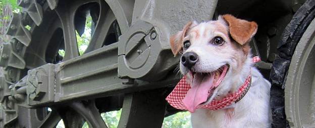 Paws in the Park Dog Event - Cantigny