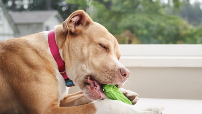 A dog happily chewing on a bright green interactive toy designed for play and engagement.
