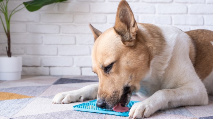  A dog happily chewing on a blue interactive toy while sitting on a patterned rug.