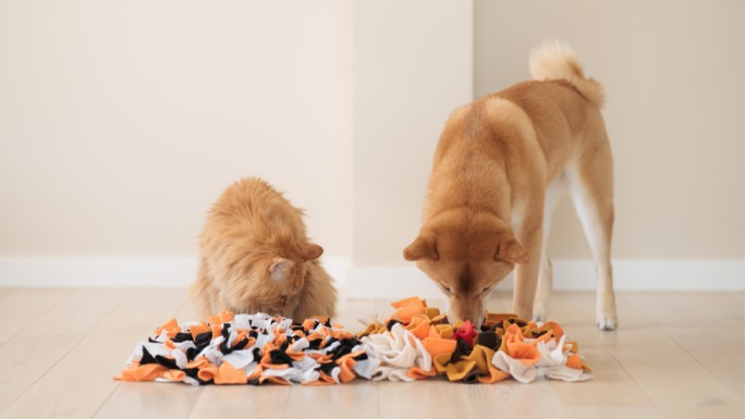 Two dogs joyfully playing together with a colorful interactive toy on the floor.