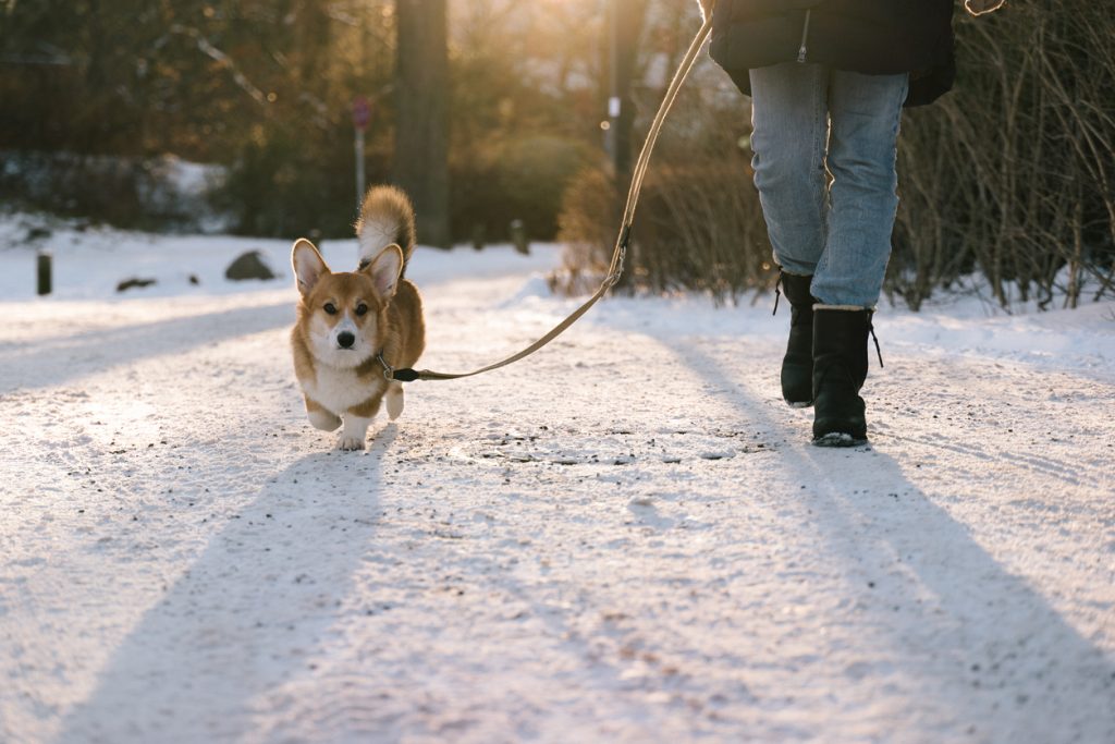 Corgi walking in the snow