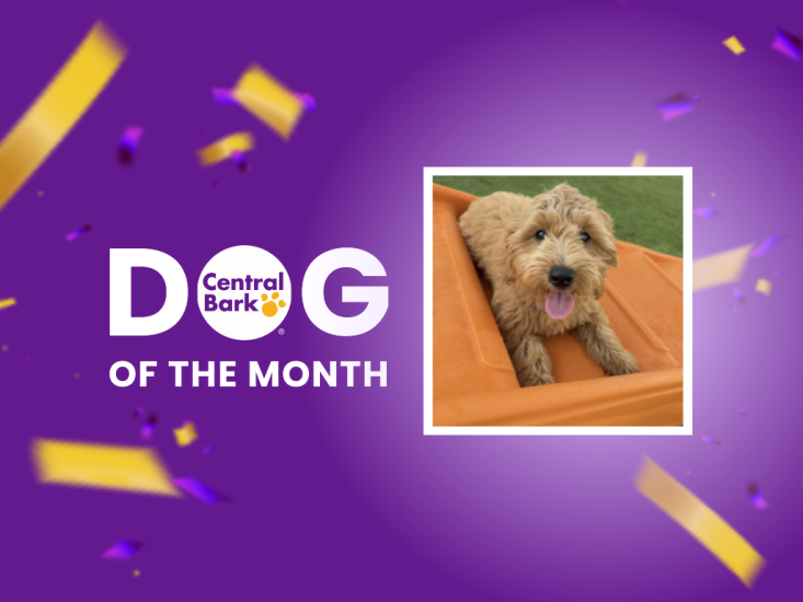 January dog of the month