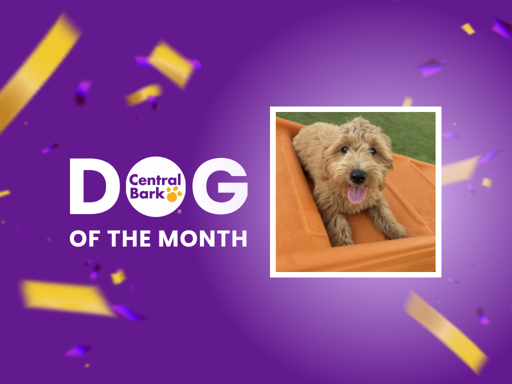 January dog of the month