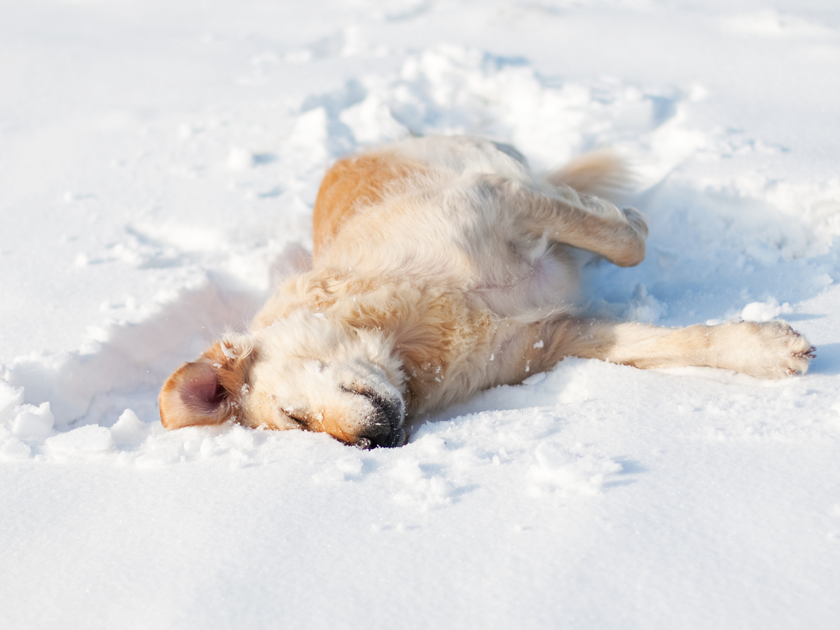 Dog playing in snow