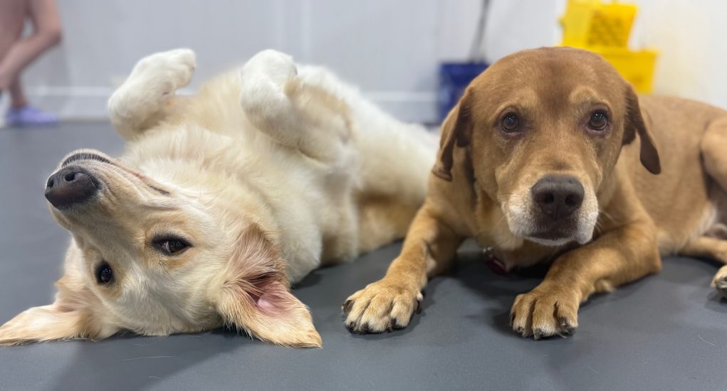 Two happy friends at dog day care
