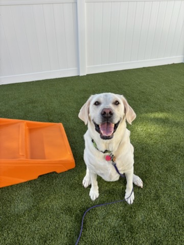 Outdoor dog play time at Central Bark 