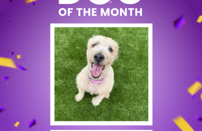 February Central Bark Dog of the Month
