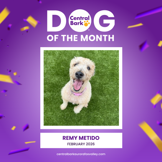 February Central Bark Dog of the Month