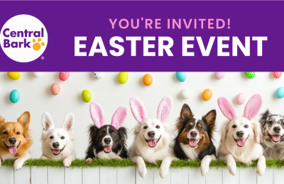 Easter Event for Dogs in Naperville