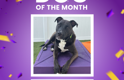 March Dog of the Month: Lady