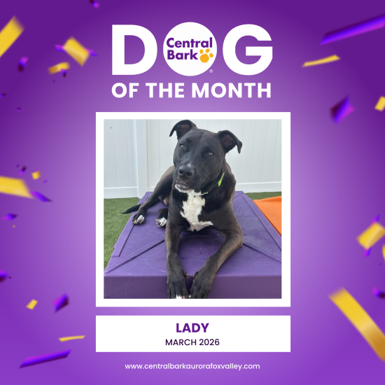 March Dog of the Month: Lady