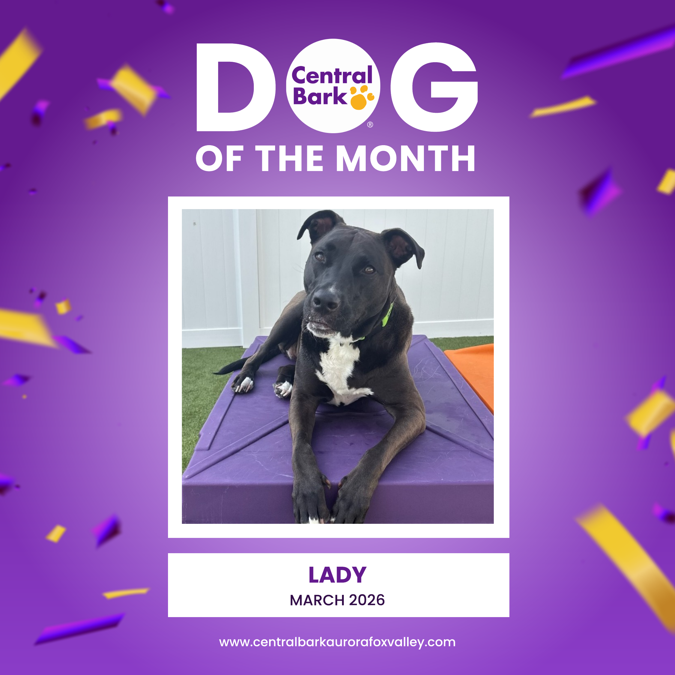 March Dog of the Month: Lady