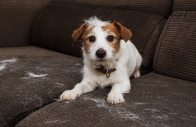 How to manage a shedding dog