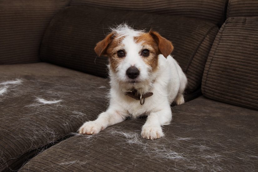 How to manage a shedding dog