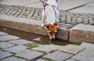 Dogs can get giardia from drinking in puddles