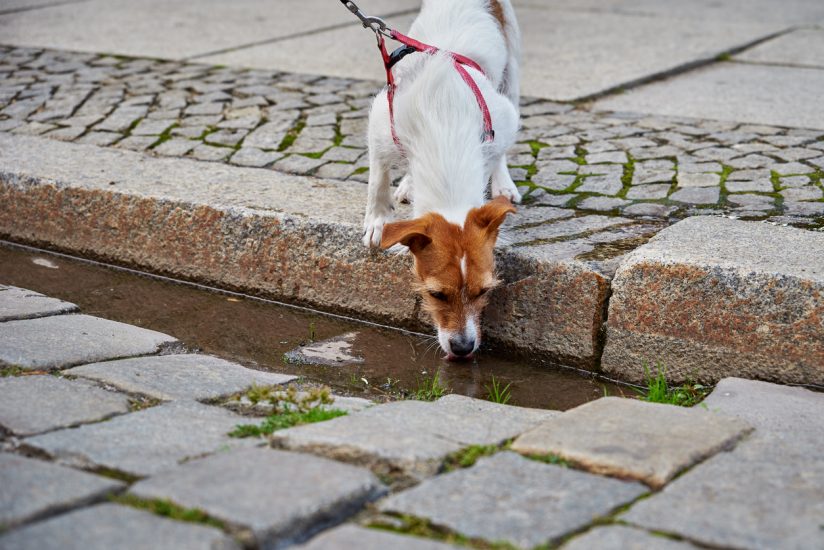 Dogs can get giardia from drinking in puddles