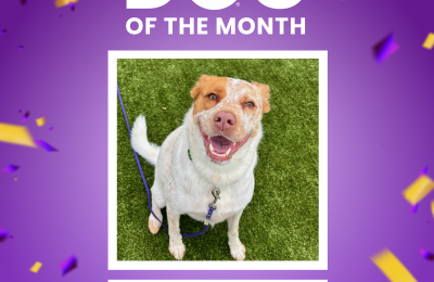 April 2026 Dog of the Month at Central Bark Dog Daycare