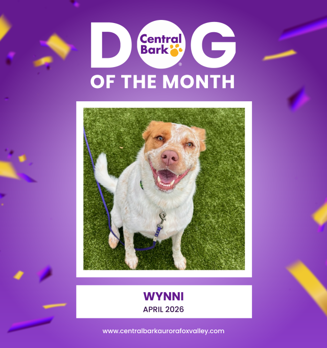 April 2026 Dog of the Month at Central Bark Dog Daycare