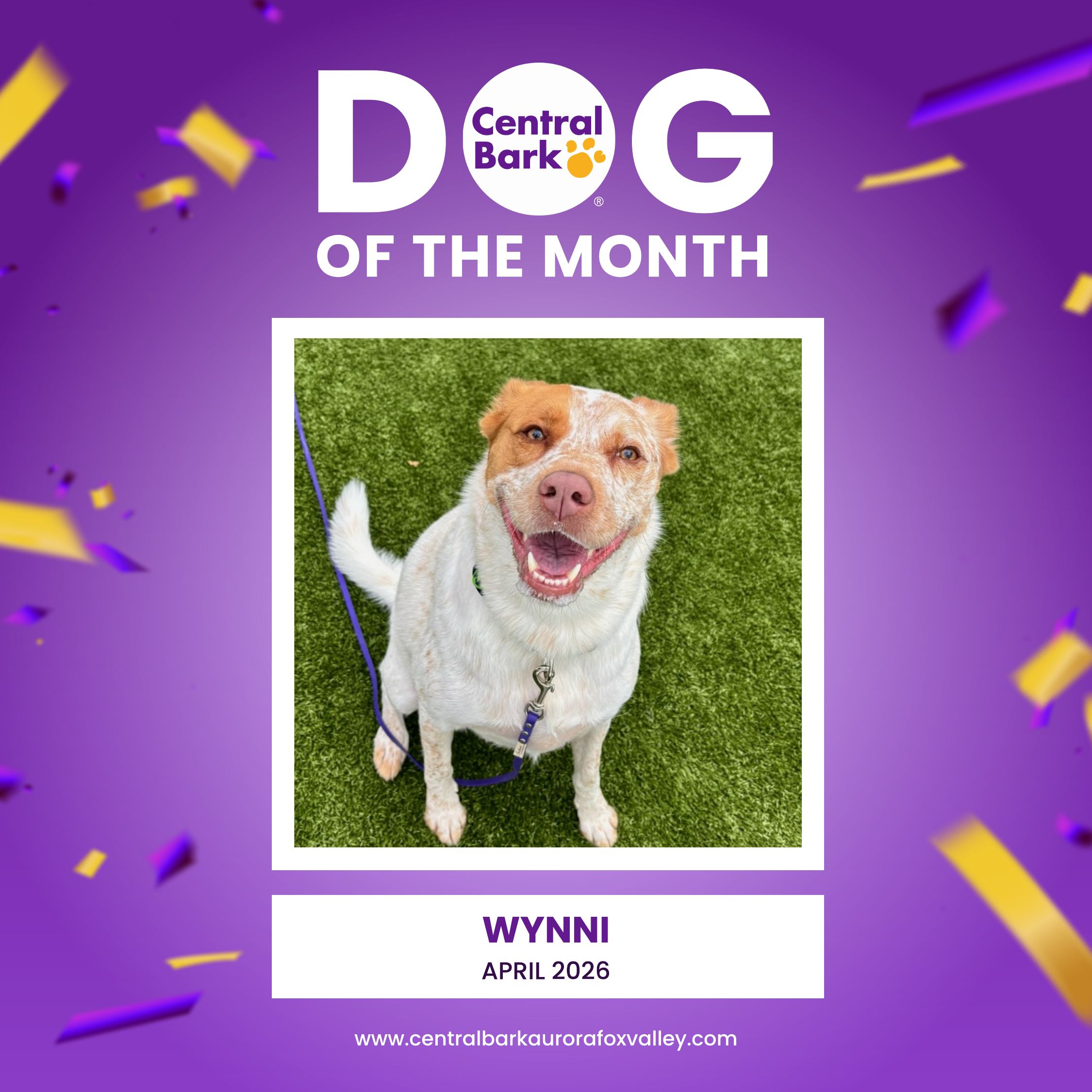 April 2026 Dog of the Month at Central Bark Dog Daycare