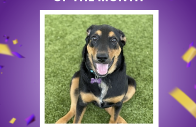 Naperville dog of the month Isabella Central Bark dog daycare