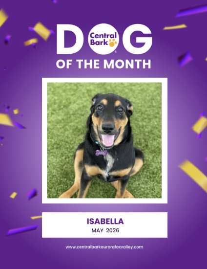 Naperville dog of the month Isabella Central Bark dog daycare