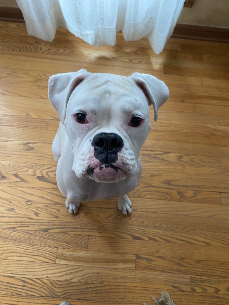 Ellie, our white boxer