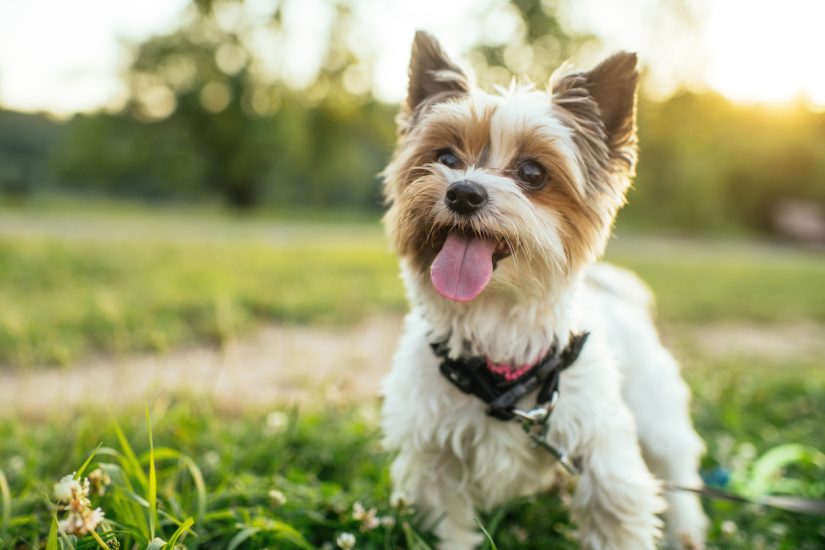 Dog-friendly events in Naperville this June