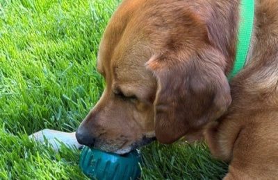 Naperville dog enjoying The Pupsicle