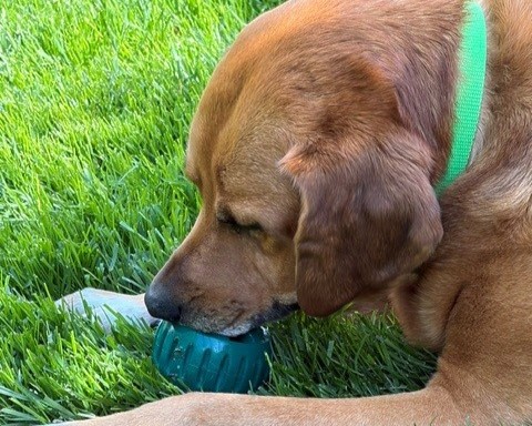 Naperville dog enjoying The Pupsicle